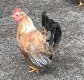 Ayam serama haantjes Maleisisch - 1 - Thumbnail