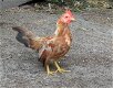 Ayam serama haantjes Maleisisch - 2 - Thumbnail