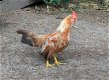 Ayam serama haantjes Maleisisch - 3 - Thumbnail
