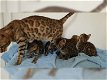 Prachtige Bengaal kittens met stamboom - 1 - Thumbnail