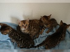 te koop Bengaal kittens met stamboom