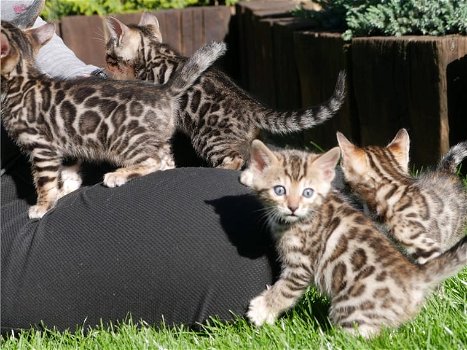 Super Prachtige Bengaal kittens met stamboom.. - 0