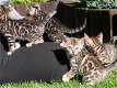 Super Prachtige Bengaal kittens met stamboom.. - 0 - Thumbnail