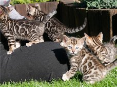 Super Prachtige Bengaal kittens met stamboom..