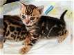 Raszuivere Bengaal kittens rozetten met Stamboom - 0 - Thumbnail