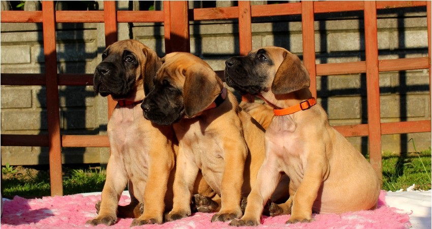 Duitse Dog pups - nr. 1