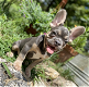 French Bulldog Puppy(Male) - 0 - Thumbnail
