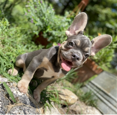 French Bulldog Puppy(Male)