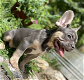 French Bulldog Puppy(Male) - 1 - Thumbnail