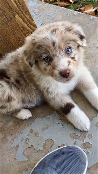 Australian Shepherd pups te koop - 1