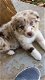 Australian Shepherd pups te koop - 1 - Thumbnail