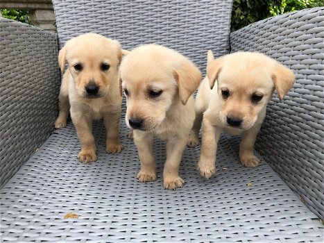 Slatki psići labradora dostupni za nove domove - 0