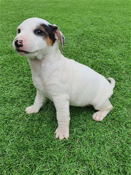 Jack Russell Terrier-pups nu beschikbaar - 0