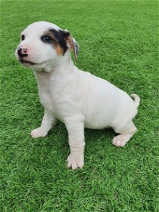 Jack Russell Terrier-pups nu beschikbaar