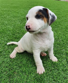 Jack Russell Terrier-pups nu beschikbaar - 1