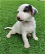 Jack Russell Terrier-pups nu beschikbaar - 1 - Thumbnail