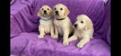 Geregistreerde Golden Retriever-puppy's te koop - 0 - Thumbnail