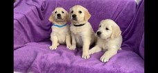 Geregistreerde Golden Retriever-puppy's te koop