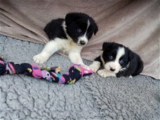 Border Colie-puppy's nu beschikbaar