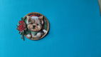 ka124 KERST Amy / hond - 0 - Thumbnail
