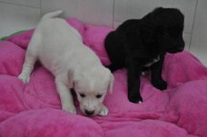 Perfect  Labrador !!pupjes beschikbaar,
