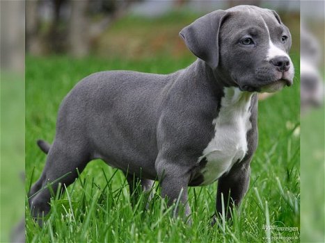 Supermooie pitbull terrier pups! - 0