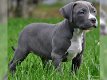 Supermooie pitbull terrier pups! - 0 - Thumbnail