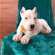 Mooie Dogo Argentino Puppies - 0 - Thumbnail