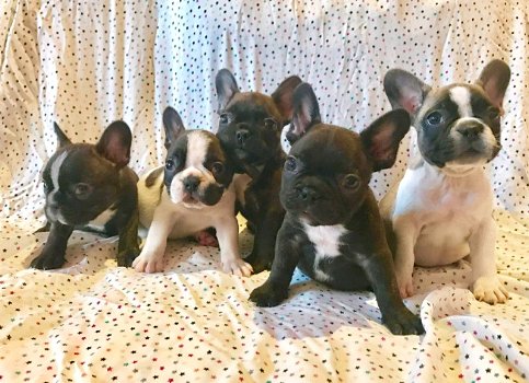 Mooie Franse Bulldog pups te koop - 0