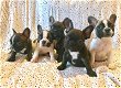 Mooie Franse Bulldog pups te koop - 0 - Thumbnail