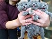 Kampioenen en grote kampioenen CheekyWhiskers Britse korthaar kittens - 1 - Thumbnail