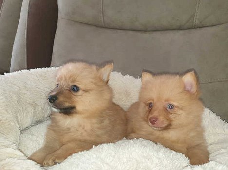 Pomeranian Pups - 1