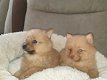 Pomeranian Pups - 1 - Thumbnail