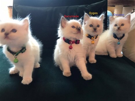 uitstekende nesten van Ragdoll-kittens - 0