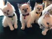 uitstekende nesten van Ragdoll-kittens - 1 - Thumbnail
