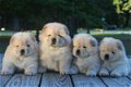 Chow Chow-puppy's op zoek naar een nieuw huis - 0 - Thumbnail