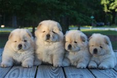 Chow Chow-puppy's op zoek naar een nieuw huis