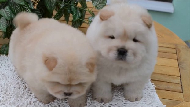 Chow Chow-puppy's op zoek naar een nieuw huis - 1