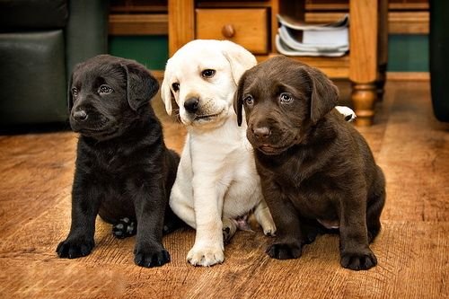 Gemengd nest van Labrador-puppy's - 0