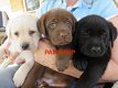 Gemengd nest van Labrador-puppy's - 1 - Thumbnail