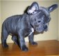 Blauwe Franse Bulldog-puppy's - 0 - Thumbnail