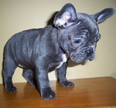 Blauwe Franse Bulldog-puppy's