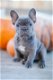 Blauwe Franse Bulldog-puppy's - 1 - Thumbnail
