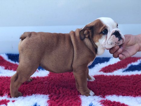 Engelse bulldog puppies - 0