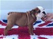 Engelse bulldog puppies - 0 - Thumbnail