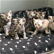 Bengaalse kittens beschikbaar - 0 - Thumbnail