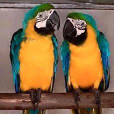 Paar ara papegaaien