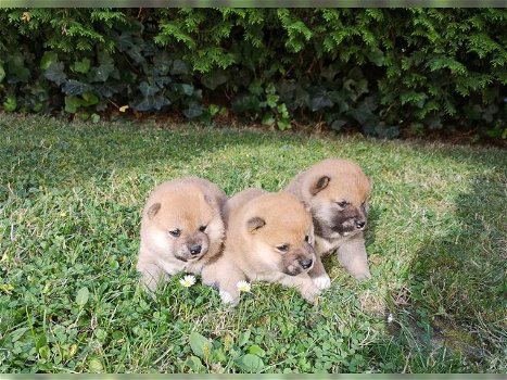 Shiba Inu pups - 0