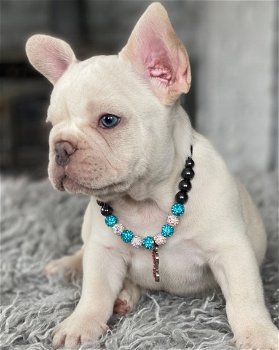 Mooie Franse Bulldog-puppy's beschikbaar - 2