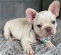 Mooie Franse Bulldog-puppy's beschikbaar - 3 - Thumbnail